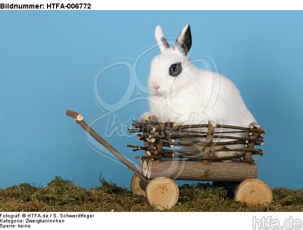 Zwergkaninchen / dwarf rabbit / HTFA-006772