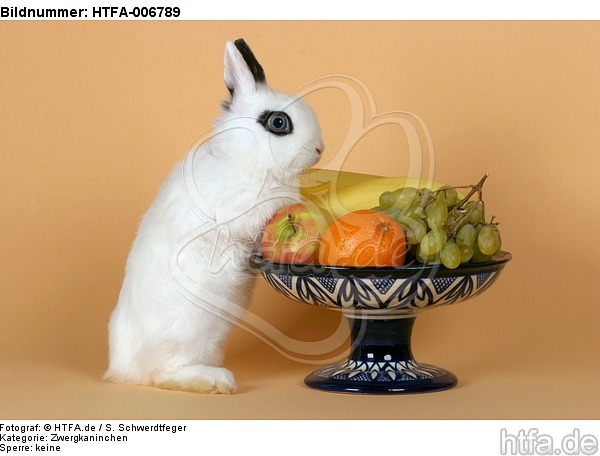 Zwergkaninchen / dwarf rabbit / HTFA-006789