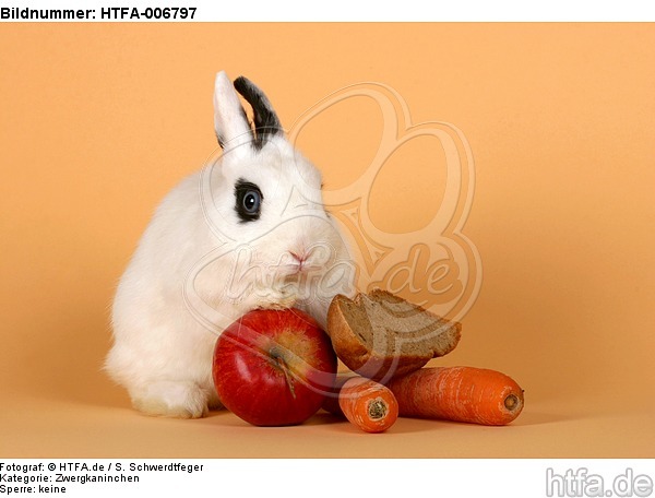 Zwergkaninchen / dwarf rabbit / HTFA-006797