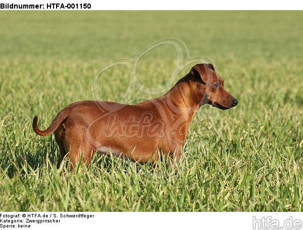 stehender Rehpinscher / standing miniature pinscher / HTFA-001150