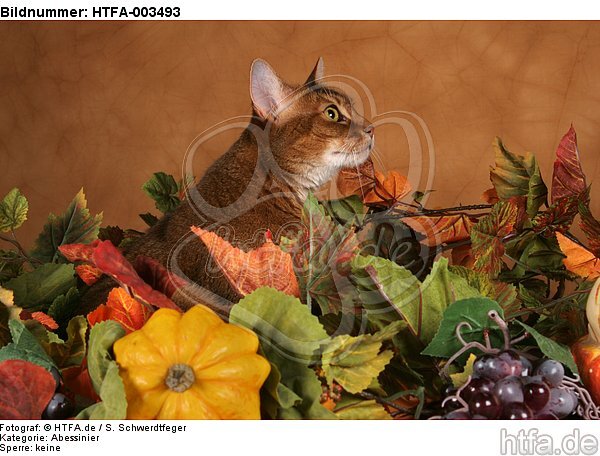 Abessinier / abyssinian cat / HTFA-003493