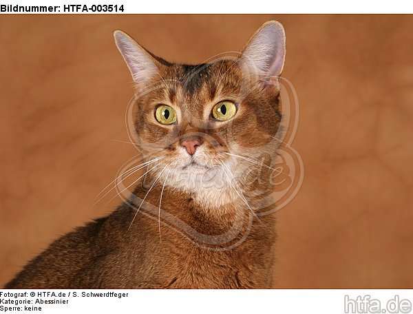 Abessinier / abyssinian cat / HTFA-003514