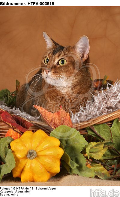 Abessinier / abyssinian cat / HTFA-003518