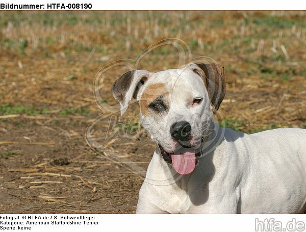 American Staffordshire Terrier Portrait / HTFA-008190