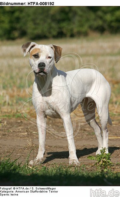 stehender American Staffordshire Terrier / standing american staffordshire terrier / HTFA-008192