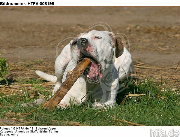 American Staffordshire Terrier knabbert an Stock / gnawing american staffordshire terrier / HTFA-008198