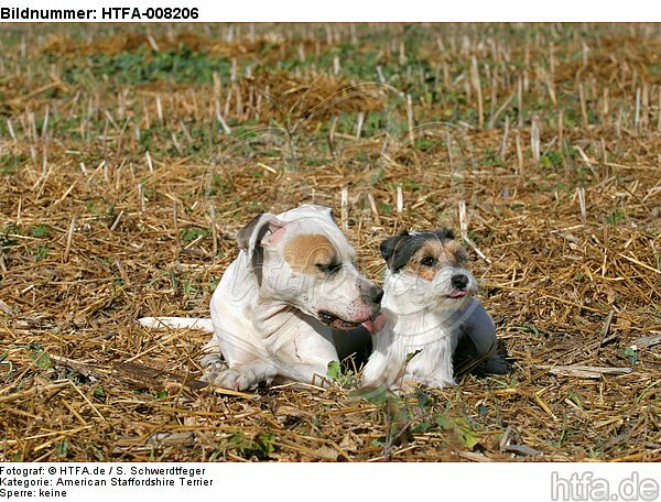 American Staffordshire Terrier & Parson Russell Terrier / HTFA-008206