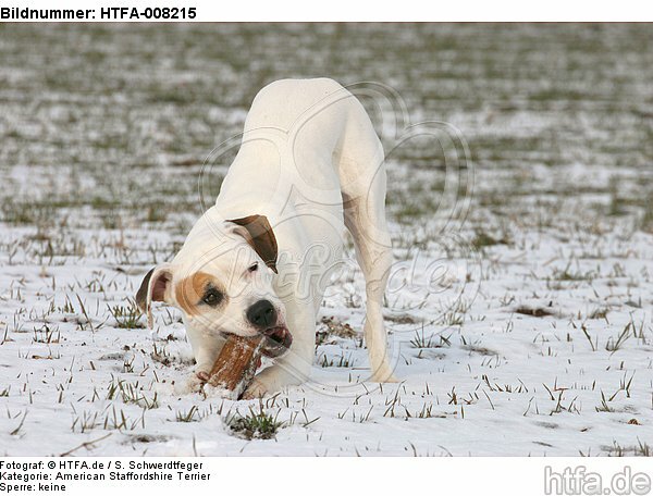 American Staffordshire Terrier knabbert an Stock / gnawing american staffordshire terrier / HTFA-008215