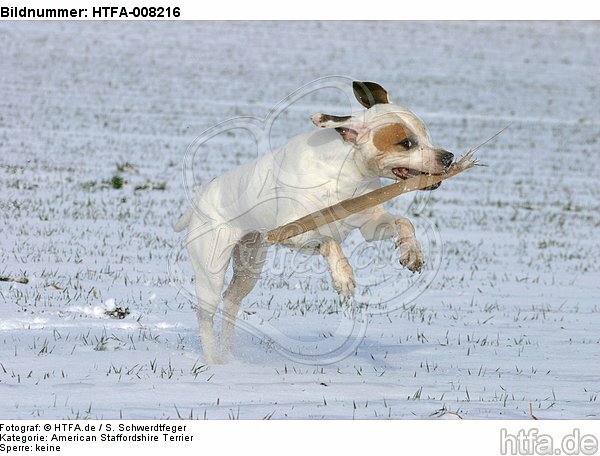American Staffordshire Terrier spielt im Schnee / playing american staffordshire terrier in snow / HTFA-008216