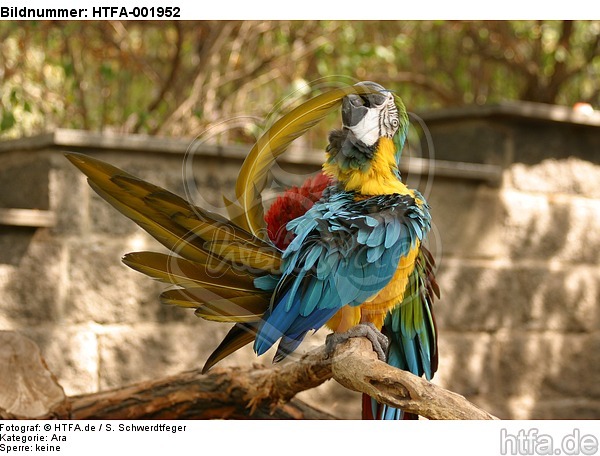 Gelbbrustara / blue and gold macaw / HTFA-001952