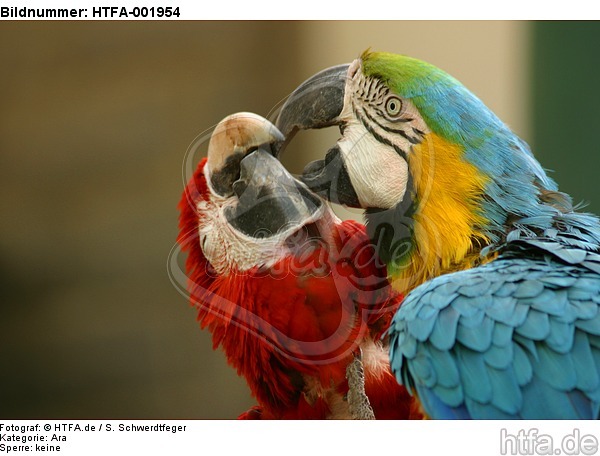 Aras / macaws / HTFA-001954