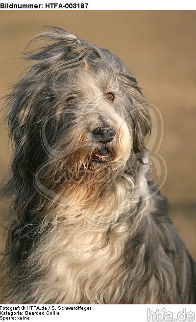 Bearded Collie / HTFA-003187