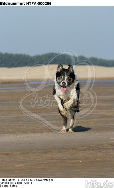 rennender Border Collie / running Border Collie / HTFA-000266