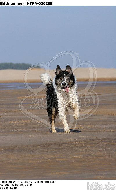 rennender Border Collie / running Border Collie / HTFA-000268