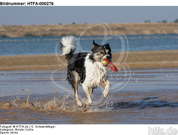 spielender Border Collie am Strand / playing Border Collie at beach / HTFA-000276