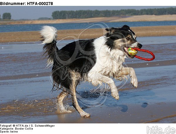 spielender Border Collie am Strand / playing Border Collie at beach / HTFA-000278