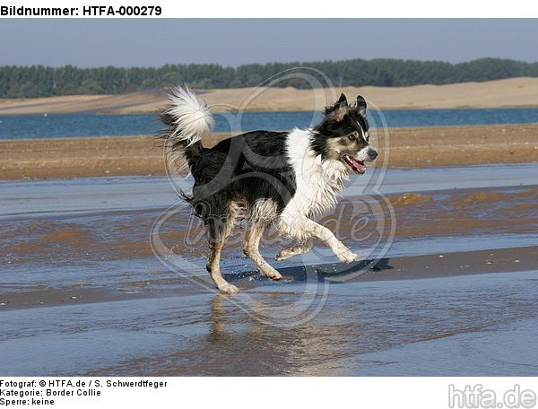 rennender Border Collie am Strand / running Border Collie at beach / HTFA-000279