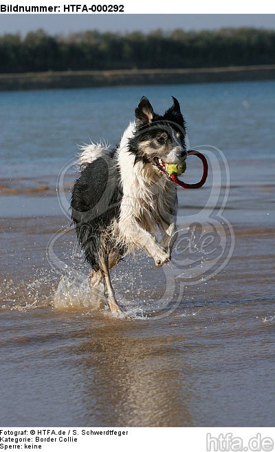 spielender Border Collie am Strand / playing Border Collie at beach / HTFA-000292