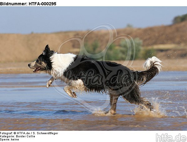 rennender Border Collie am Strand / running Border Collie at beach / HTFA-000295