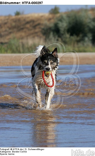 spielender Border Collie am Strand / playing Border Collie at beach / HTFA-000297