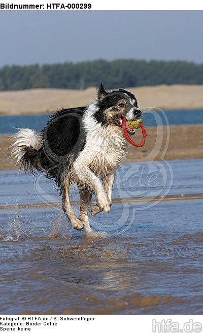 spielender Border Collie am Strand / playing Border Collie at beach / HTFA-000299