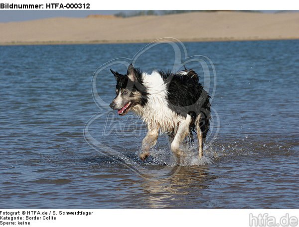 Border Collie rennt durchs Wasser / running Border Collie / HTFA-000312