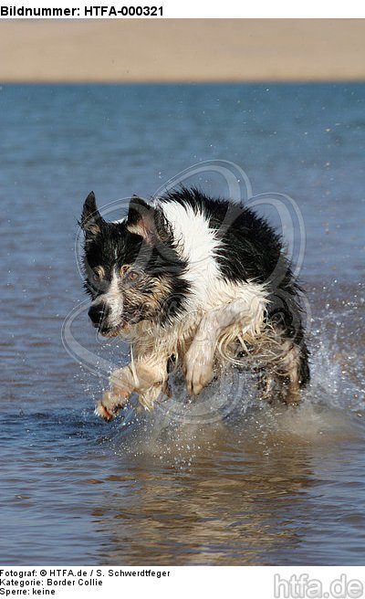 Border Collie rennt durchs Wasser / running Border Collie / HTFA-000321