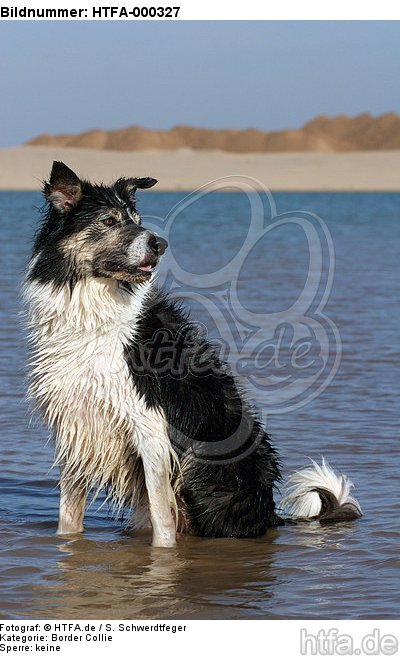 Border Collie sitzt im Wasser / Border Collie sitting in water / HTFA-000327