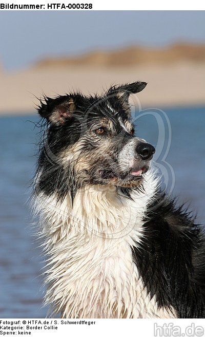 Border Collie Portrait / HTFA-000328