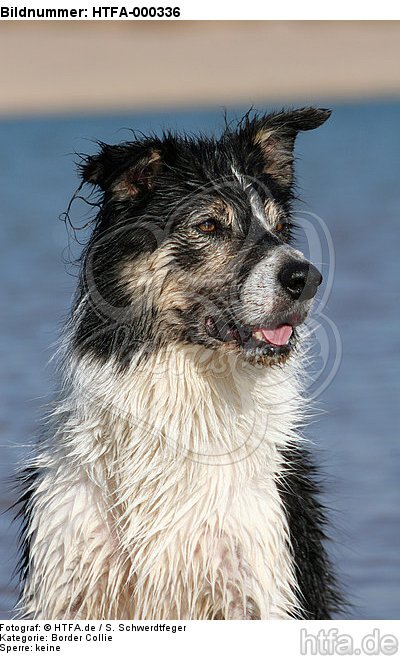 Border Collie Portrait / HTFA-000336