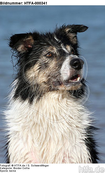 Border Collie Portrait / HTFA-000341