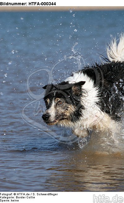 Border Collie rennt durchs Wasser / running Border Collie / HTFA-000344