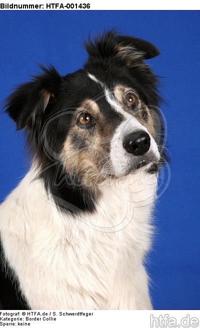 Border Collie / HTFA-001436