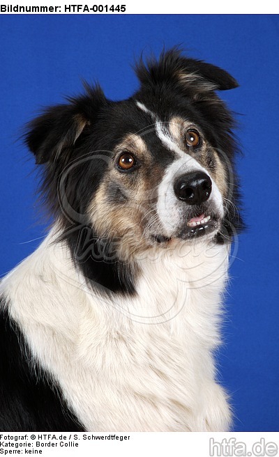 Border Collie / HTFA-001445