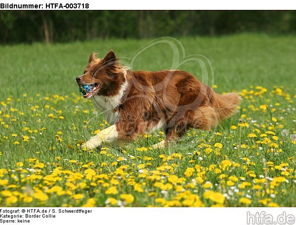 Border Collie / HTFA-003718