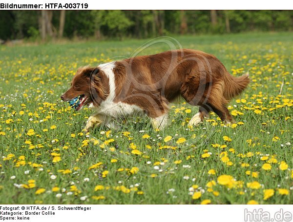 Border Collie / HTFA-003719