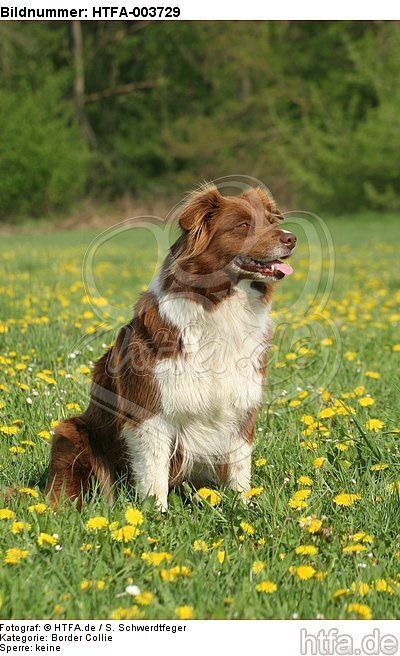 Border Collie / HTFA-003729