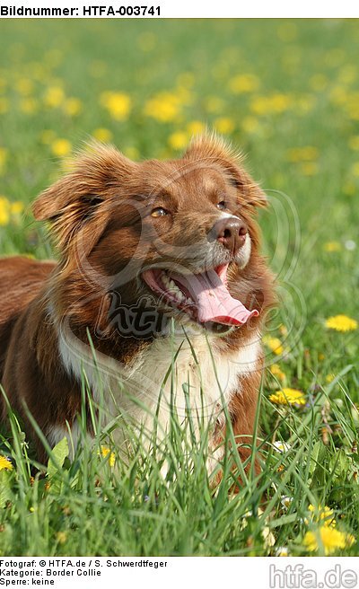 Border Collie / HTFA-003741