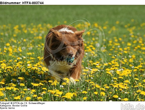 Border Collie / HTFA-003744