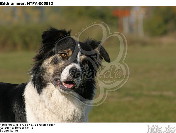 Border Collie / HTFA-005913