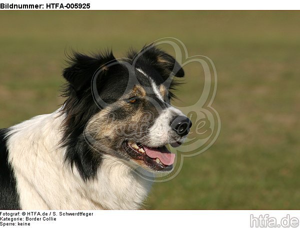 Border Collie / HTFA-005925