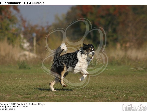 Border Collie / HTFA-005927