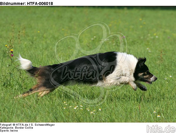 Border Collie / HTFA-006018