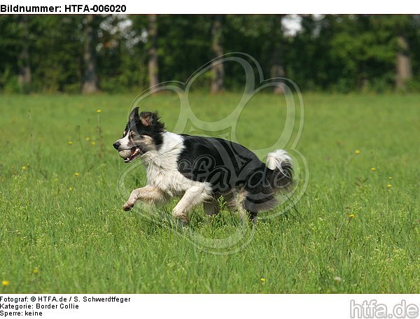 Border Collie / HTFA-006020