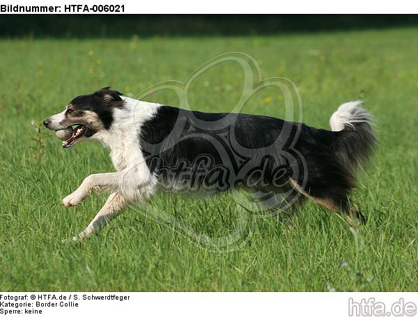 Border Collie / HTFA-006021