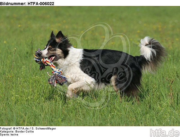 Border Collie / HTFA-006022