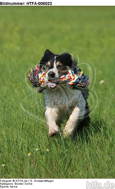 Border Collie / HTFA-006023