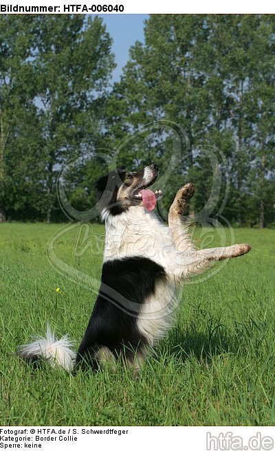 Border Collie / HTFA-006040