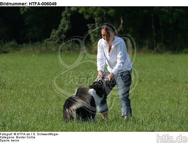 Border Collie / HTFA-006049