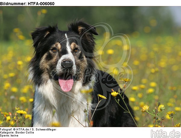 Border Collie / HTFA-006060